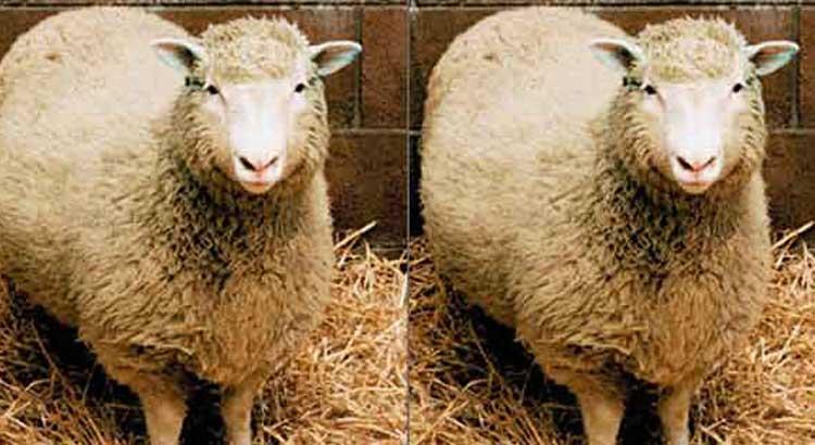 New Clone Widget Feature